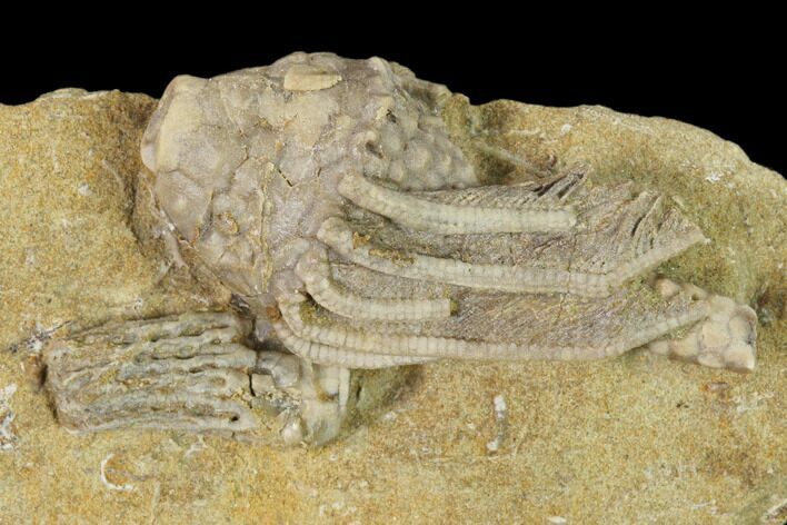Two Fossil Crinoids (Platycrinites & Macrocrinus) - Indiana #148992